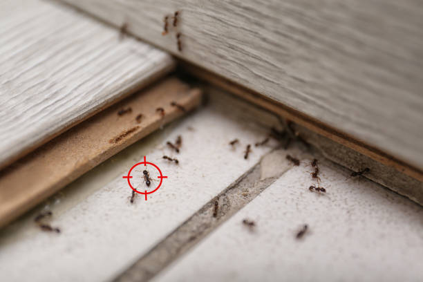 Best Wildlife Control Services  in Orida Ridge, FL