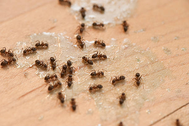 Best Residential Pest Control  in Orida Ridge, FL