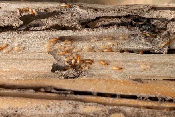Best Termite Control Services  in Orida Ridge, FL